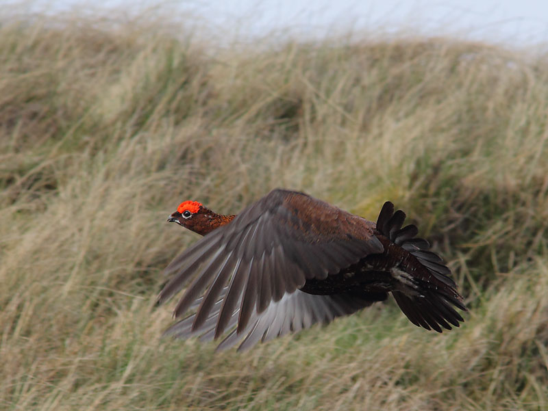 Red-Grouse-48354073