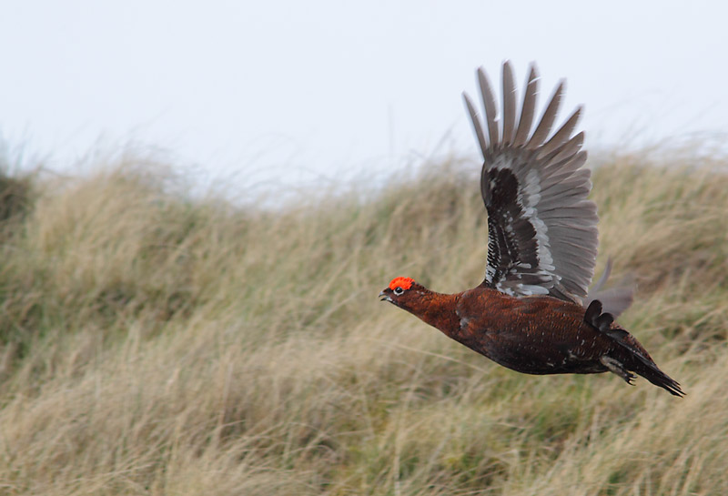 Red-Grouse-48364072