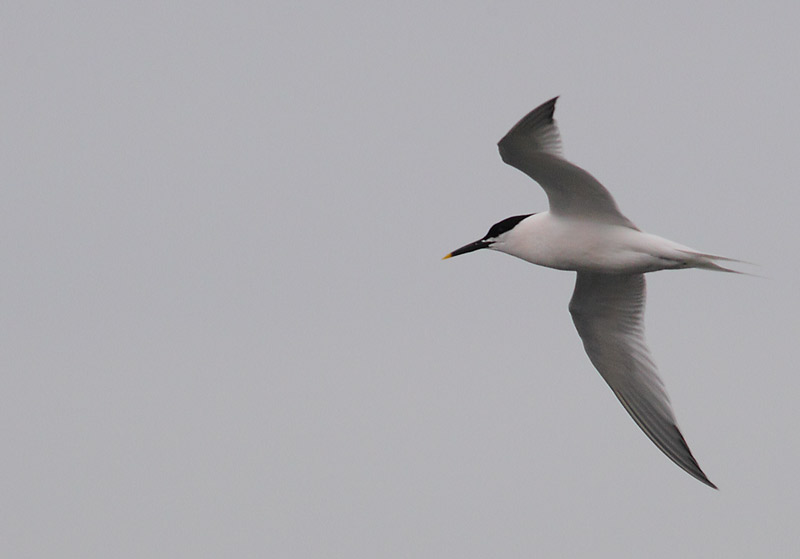 Sandwich-Tern-47884067