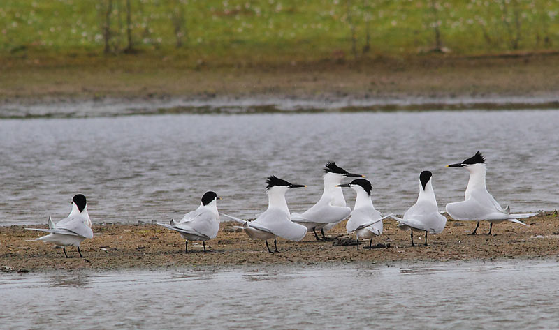 Sandwich-Tern-47904068