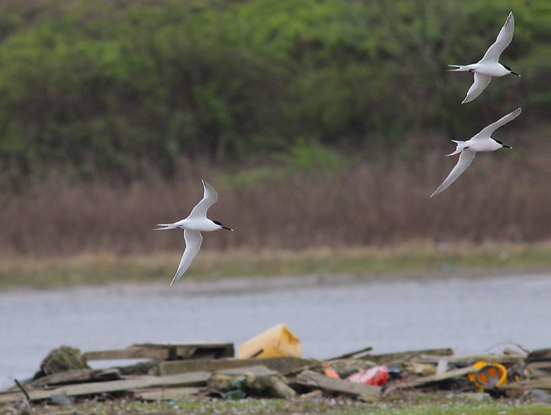 Sandwich-Terns-48174074