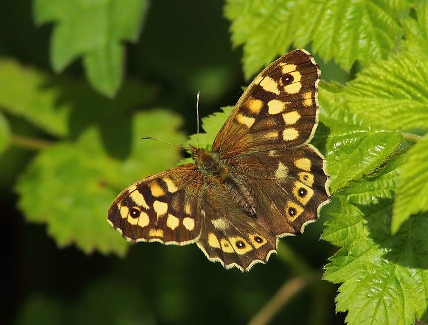 Speckled-Wood-54184112