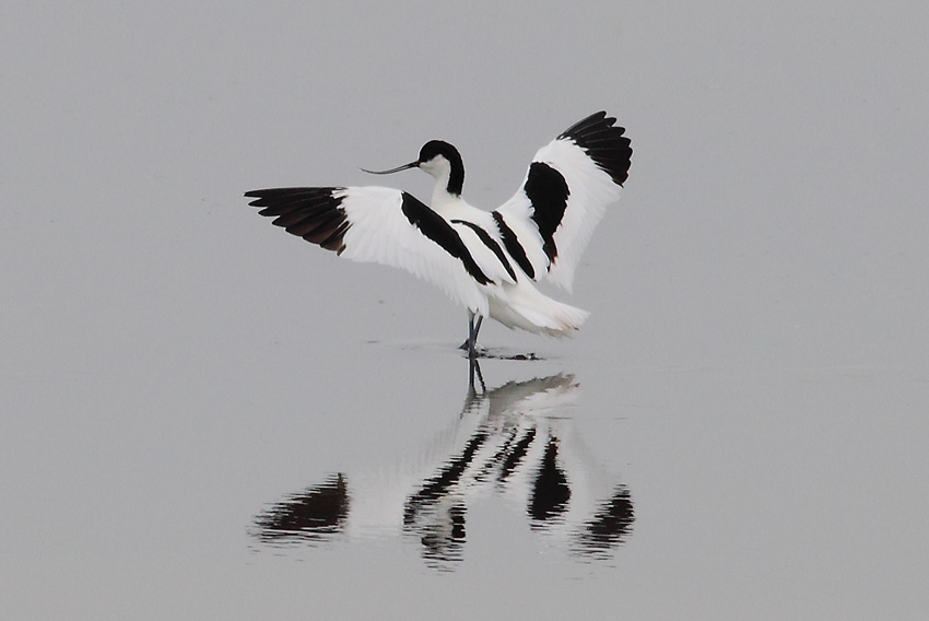 Avocet-64894167