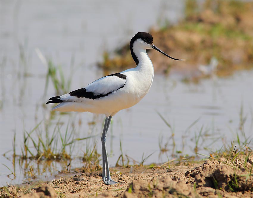 Avocet-65244168