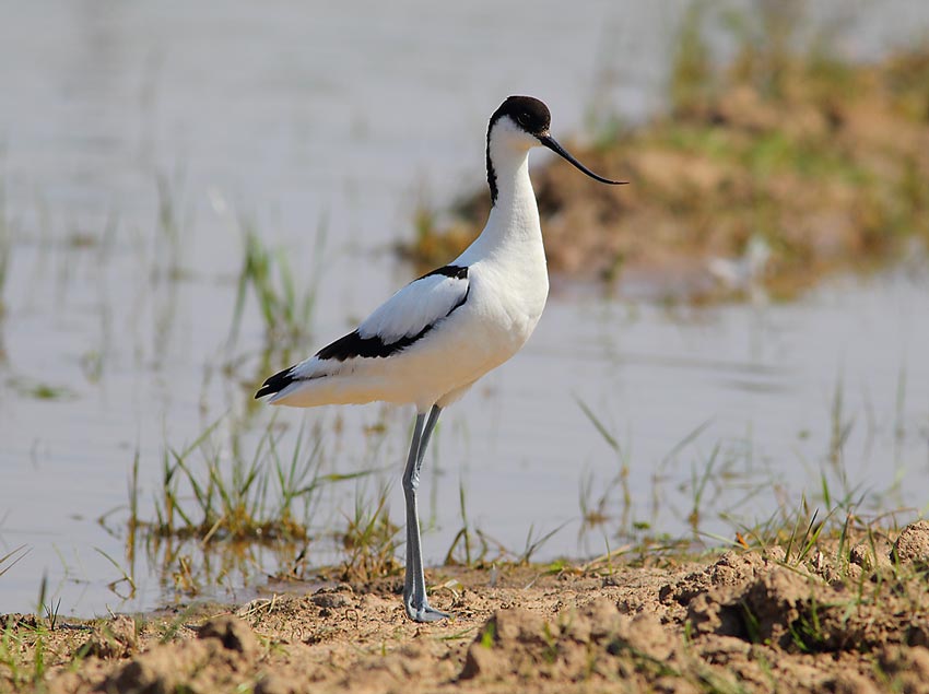 Avocet-65264169