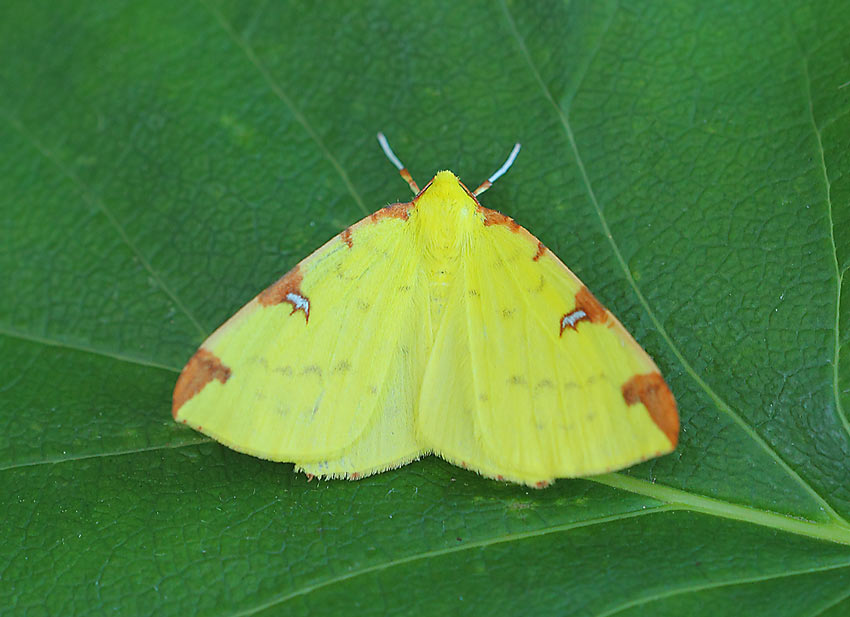 Brimstone-Moth-62214151