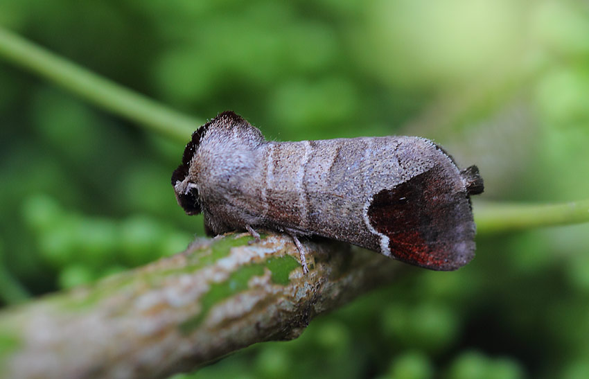 Chocolate-tip-62464153