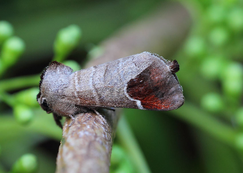 Chocolate-tip-62544154