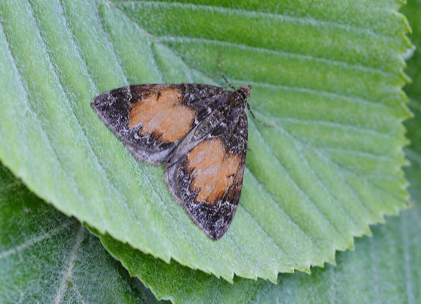 Common-Marbled-Carpet-61884179