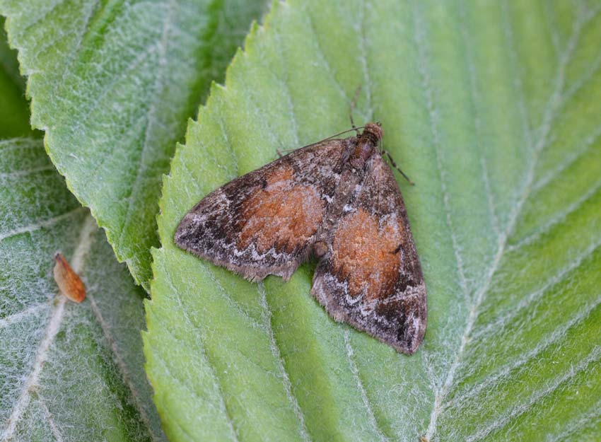 Common-Marbled-Carpet-62014181