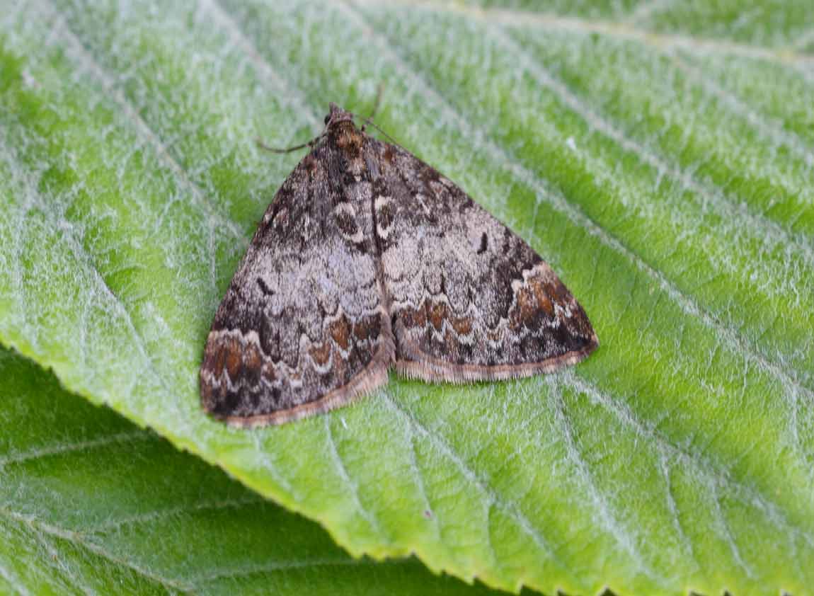 Common-Marbled-Carpet-62274183