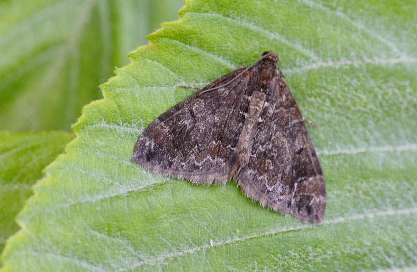 Common-Marbled-Carpet-62344182