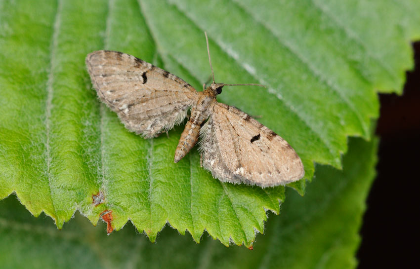 Common-Marbled-Carpet-62664184