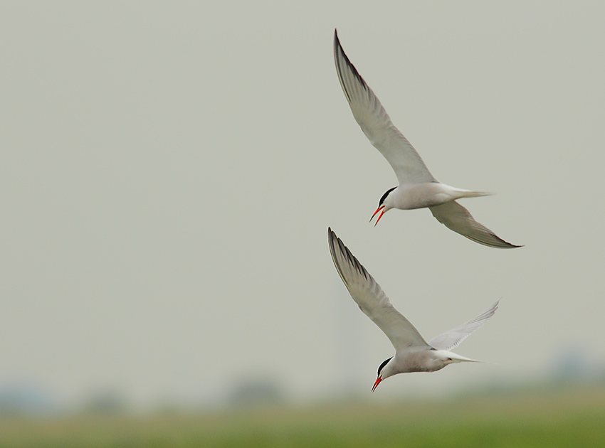 Common-Tern-64154164