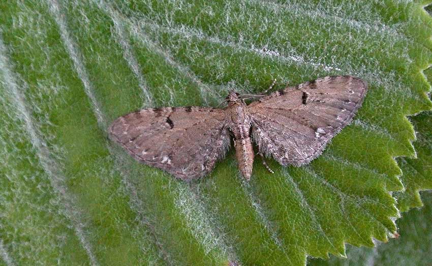 Currant-Pug-87624189