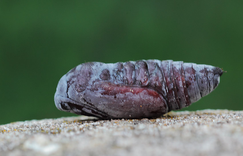 Elephant-Hawk-pupa-63594161