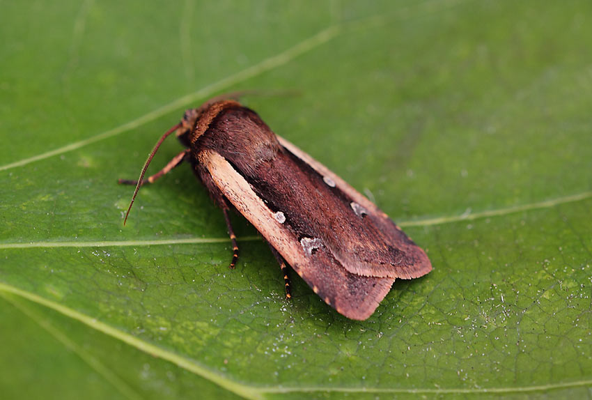 Flame-Shoulder-63034156