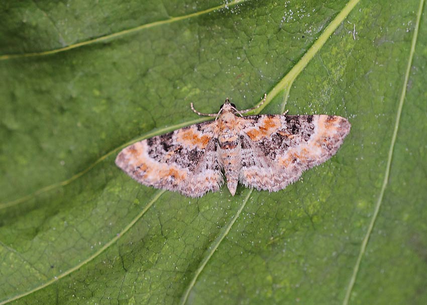 Foxglove-Pug-63344158