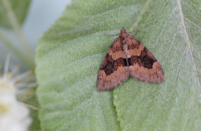 GREY-PINE-CARPET60834141