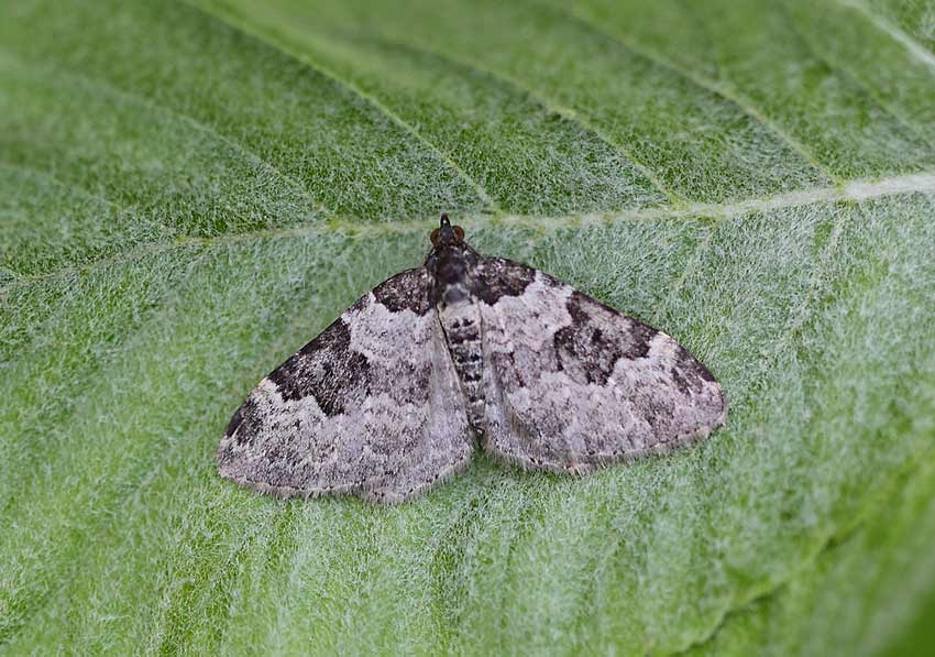 Garden-Carpet-60914142