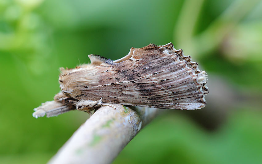 Pale-Prominent-61734148