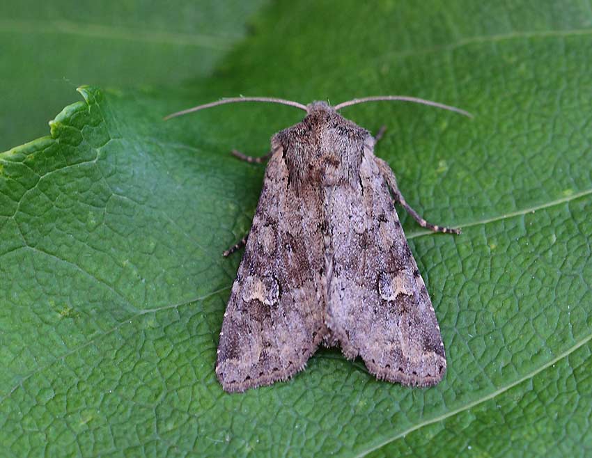 Rustic-Shoulder-knot-62054150