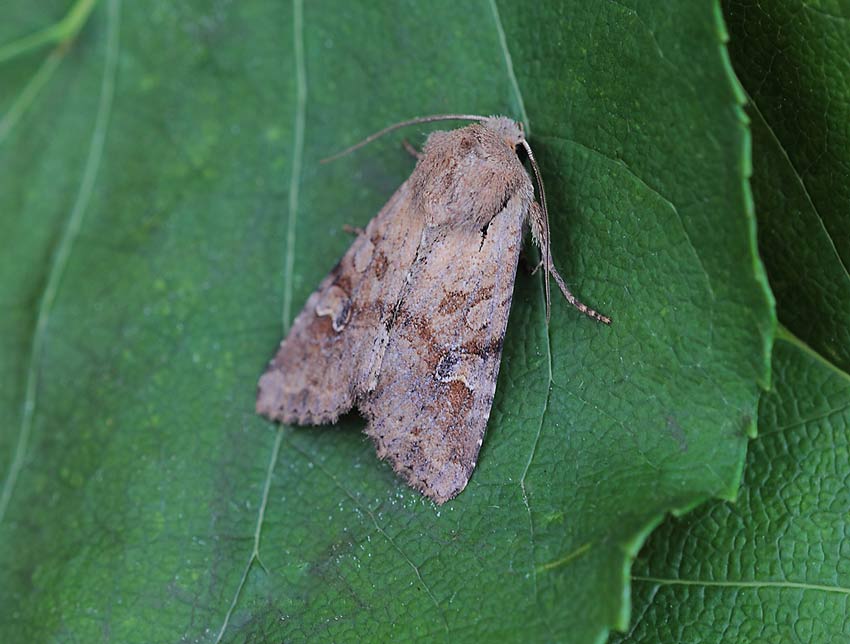 Rustic-Shoulder-knot-63184157