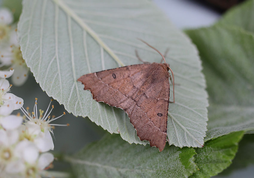 Scalloped-Hazel-61174143