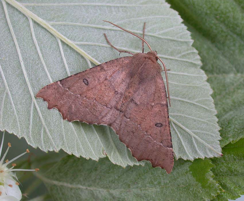 Scalloped-Hazel-86994147