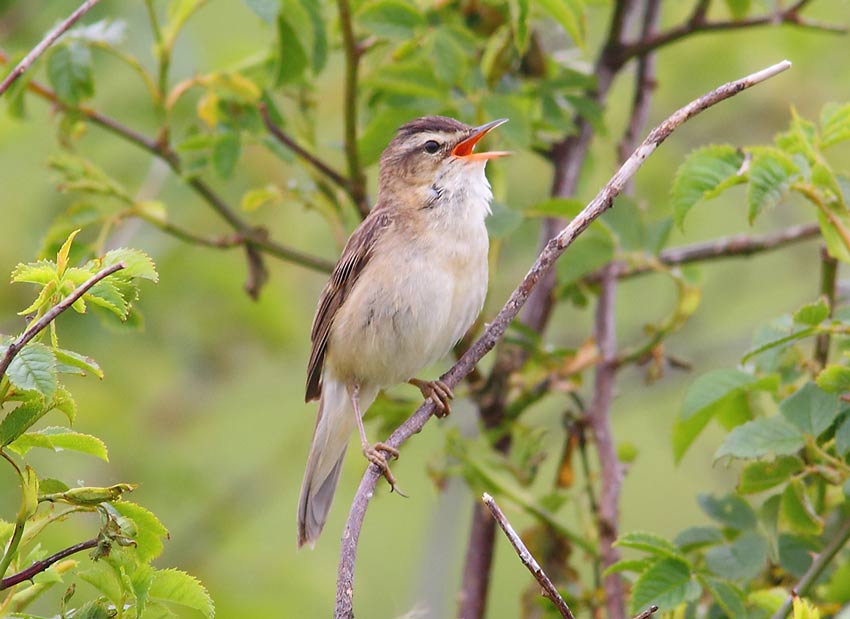 Sedge-Warbler-64464165