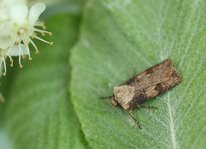 Shuttle-shaped-dart-61264146