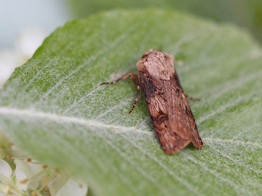 Shuttle-shaped-dart-61404144