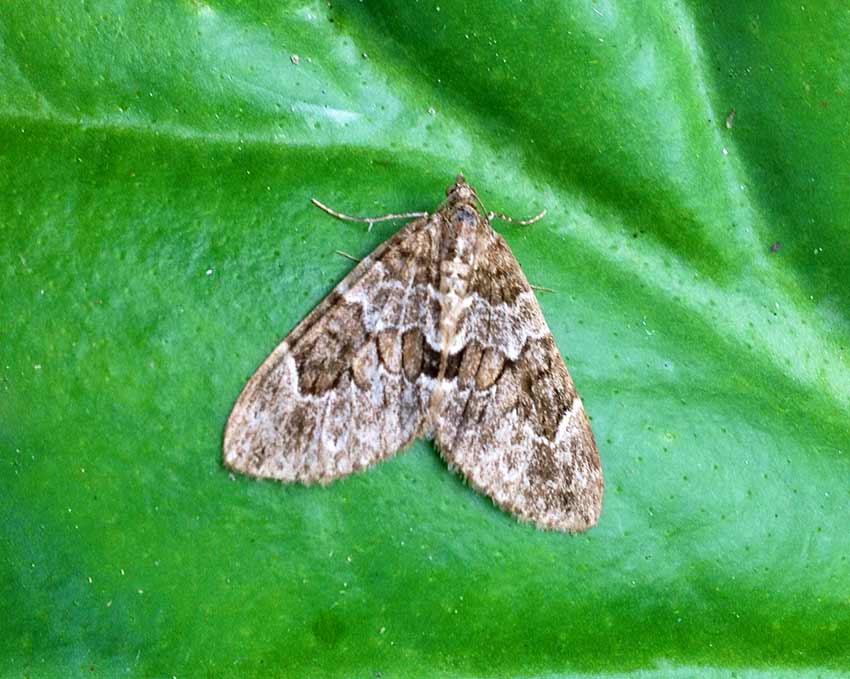 Spruce-Carpet