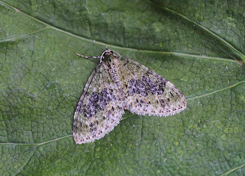 Yellow-barred-Brindle-62684155