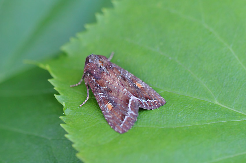 Bright-line-Bright-eye-08704262