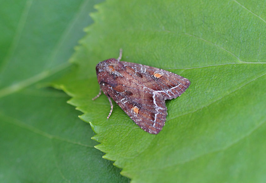 Bright-line-Bright-eye-08844263