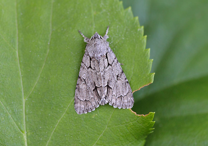 DrakGrey-Agg-Dagger-09224267