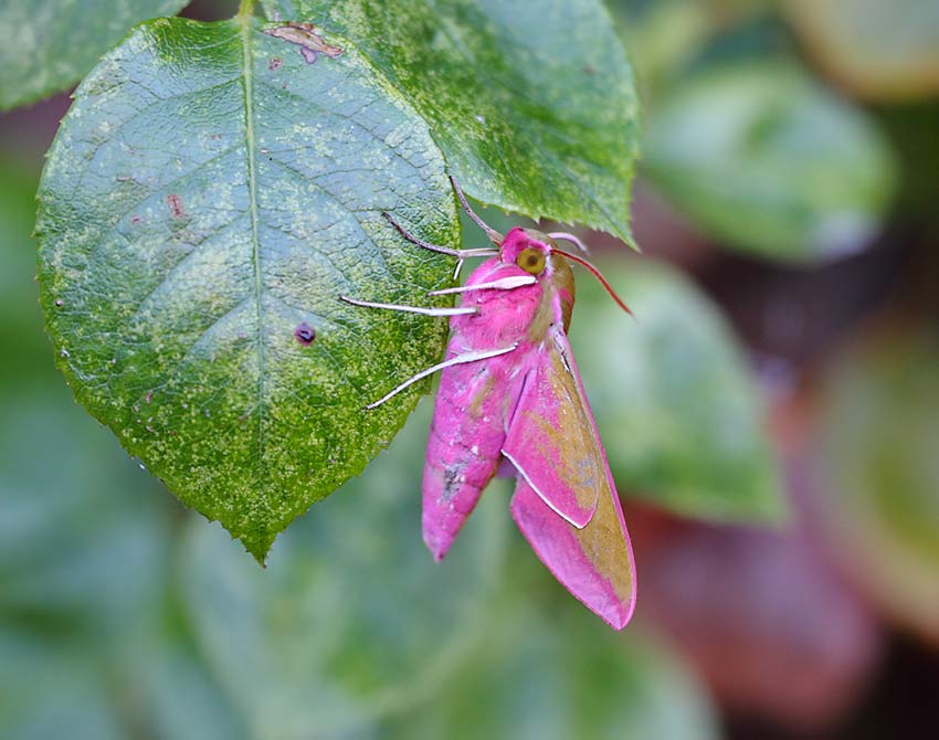 Elephant-Hawk-08334259