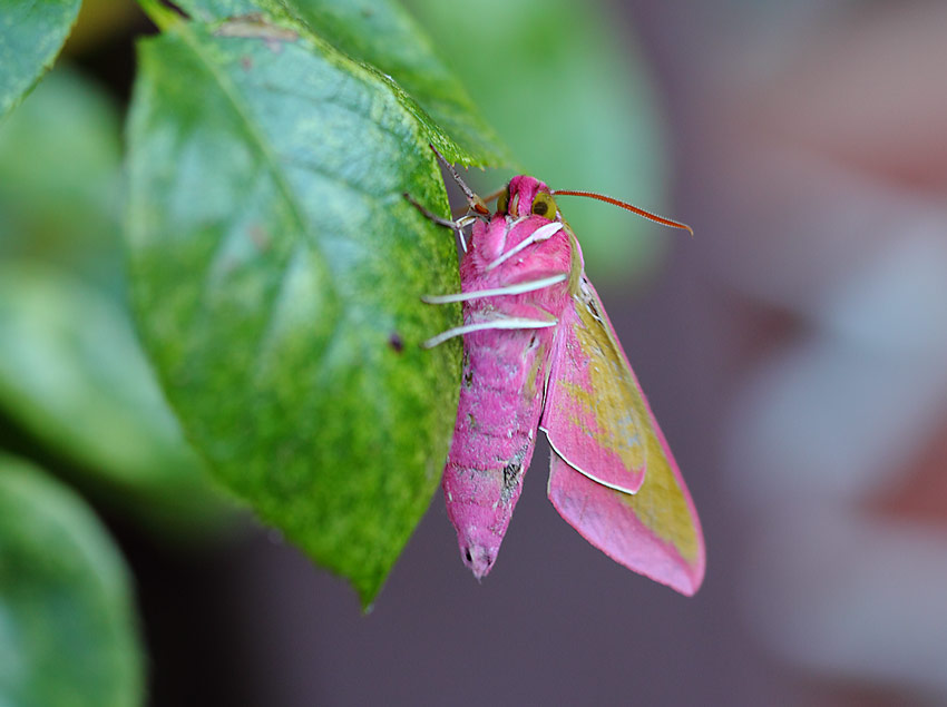 Elephant-Hawk-08454260