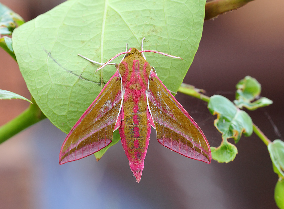 Elephant Hawkmoth 10044275