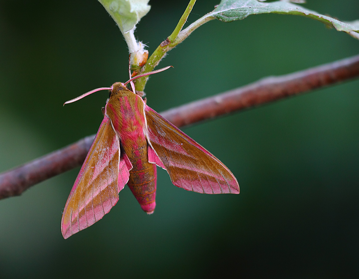 Elephant Hawkmoth 10284276