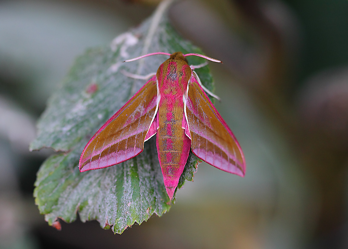 Elephant Hawkmoth 10374277