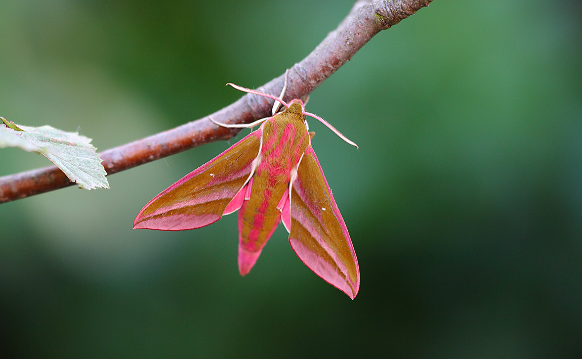 Elephant Hawkmoth 10384278
