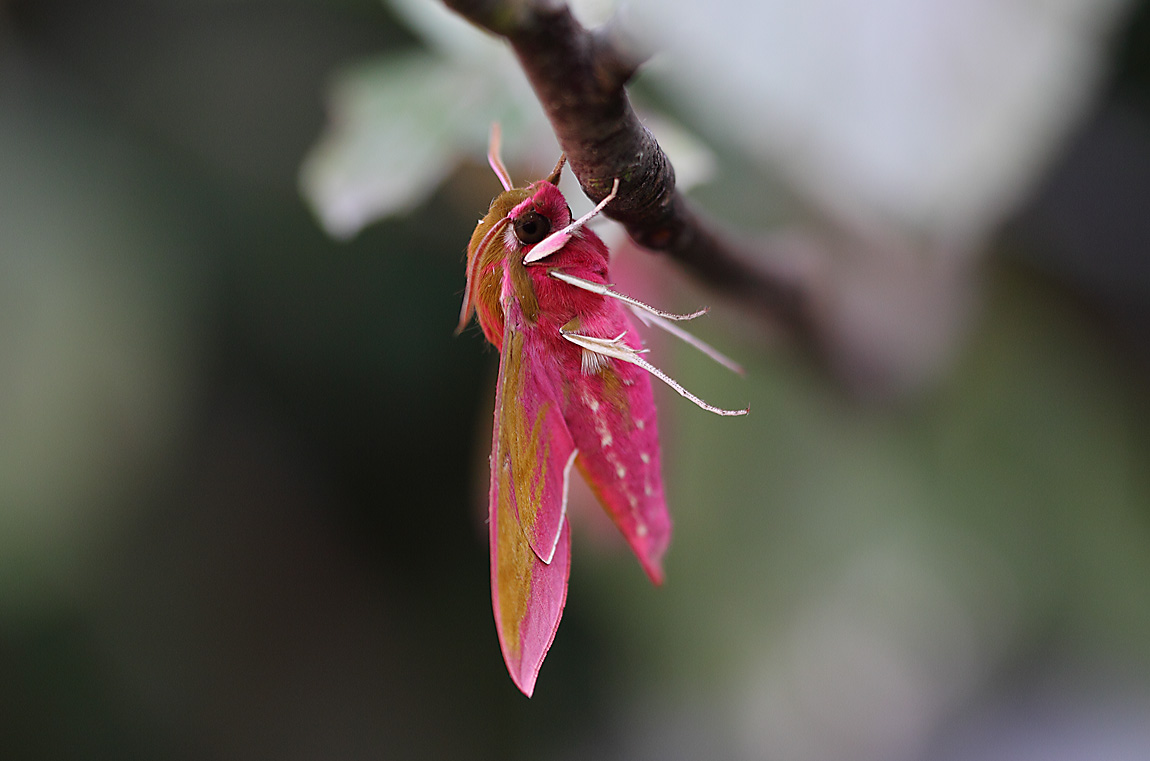Elephant Hawkmoth 10404279