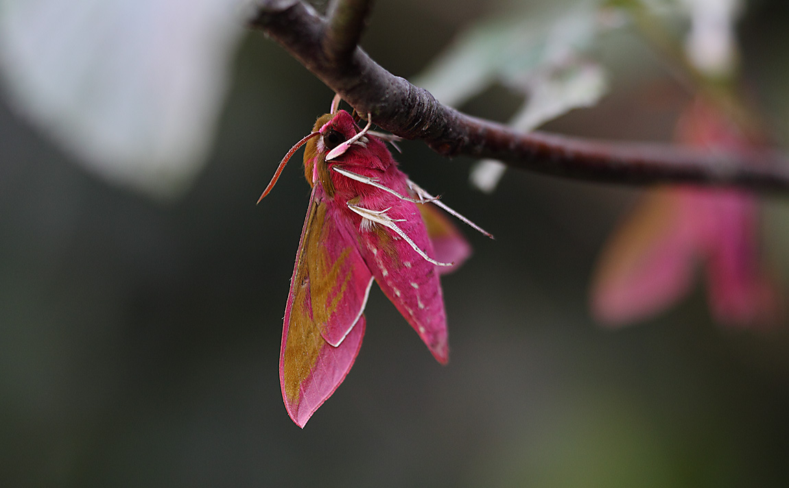 Elephant Hawkmoth 10444280