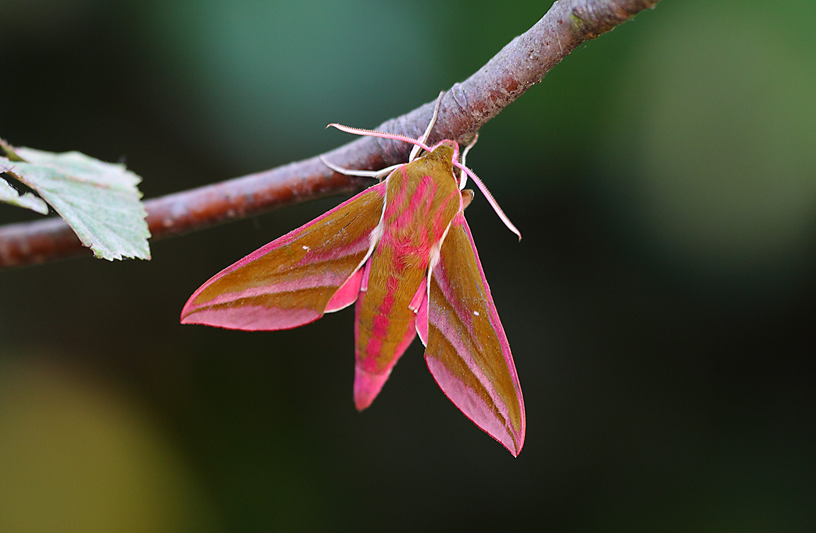 Elephant Hawkmoth 10534281