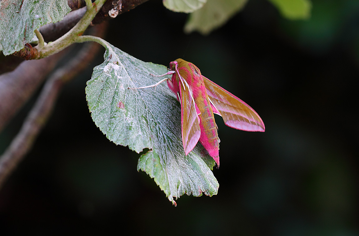 Elephant Hawkmoth 10694282