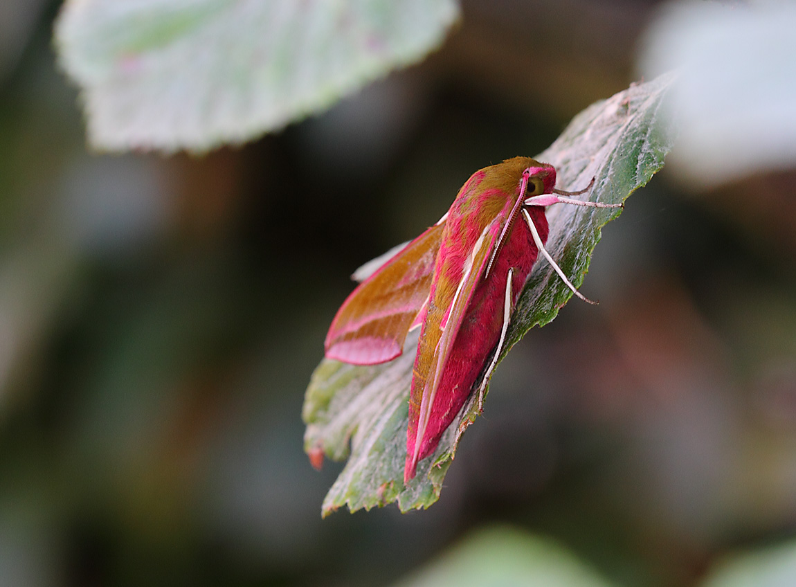 Elephant Hawkmoth 10734283