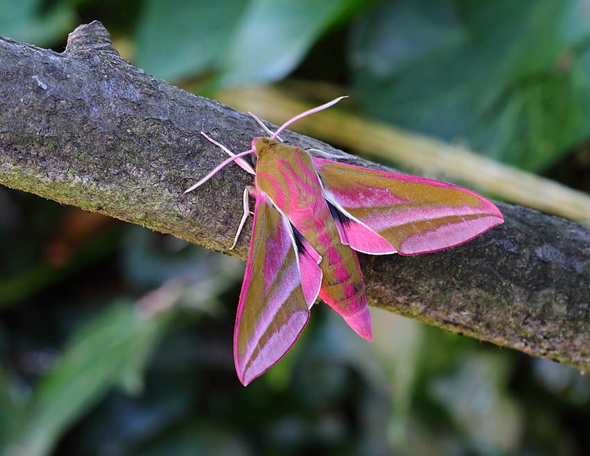 Elephant-Hawkmoth-11934298