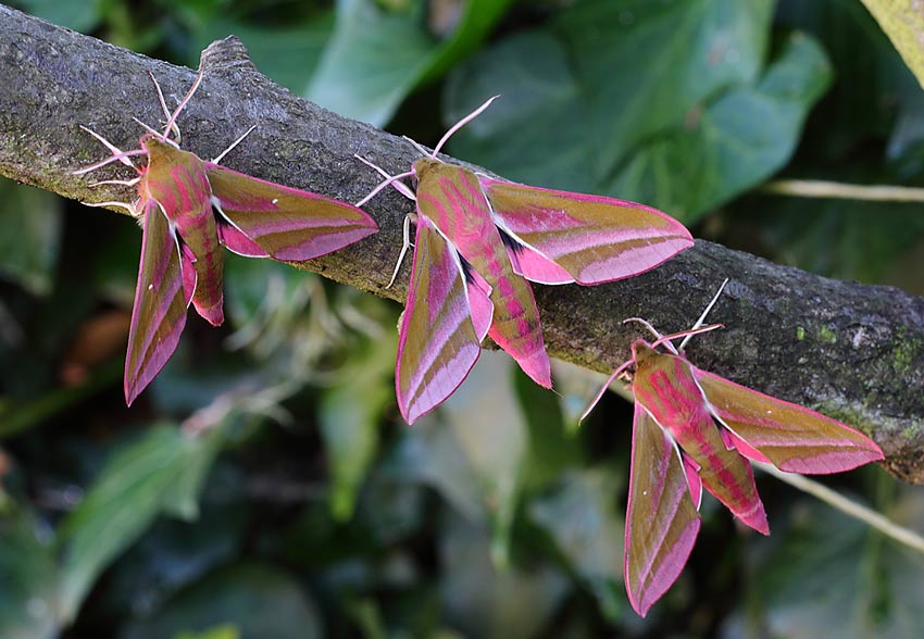 Elephant-Hawkmoth-12004299